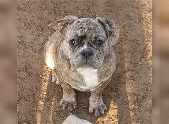 Englisch Bulldog Grenchi Mix Welpe