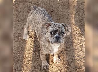 Englisch Bulldog Grenchi Mix Welpe