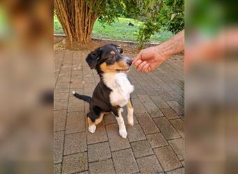 Balou AustralianSheperd/Border Collie MIx