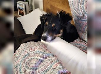 Balou AustralianSheperd/Border Collie MIx