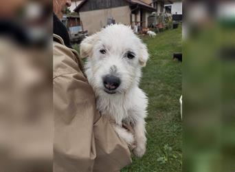 TIFFANY ca. 6 mon. Malteser/havannesermixmädchen, Familienhund