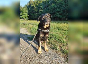 Darko Rottweiler Mischling Rüde Senior sucht Zuhause für immer oder Pflegestelle