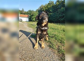 Darko Rottweiler Mischling Rüde Senior sucht Zuhause für immer oder Pflegestelle