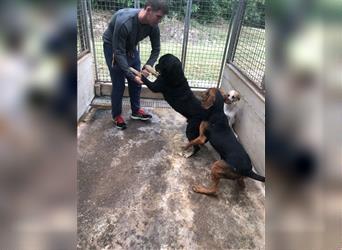 Darko Rottweiler Mischling Rüde Senior sucht Zuhause für immer oder Pflegestelle