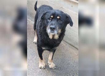 Darko Rottweiler Mischling Rüde Senior sucht Zuhause für immer oder Pflegestelle