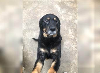 Darko Rottweiler Mischling Rüde Senior sucht Zuhause für immer oder Pflegestelle