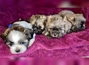 Malteser/Shih-Tzu