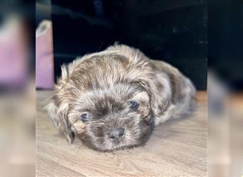 Malteser/Shih-Tzu