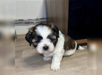 Malteser/Shih-Tzu