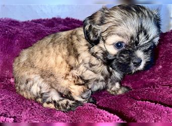 Malteser/Shih-Tzu