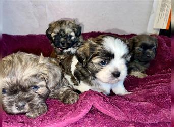 Malteser/Shih-Tzu