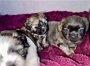 Malteser/Shih-Tzu