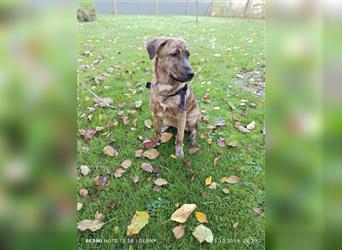 2 bildhübsche Labrador/Australian Shepherd- Harzer Fuchs Mix Mädels