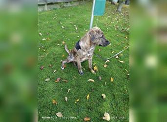 2 bildhübsche Labrador/Australian Shepherd- Harzer Fuchs Mix Mädels