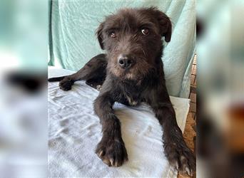 RANDY mit den traurigen Augen - 1 Jahr, 45cm/15kg - Schnauzer-Mix