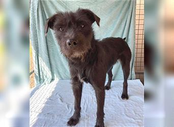 RANDY mit den traurigen Augen - 1 Jahr, 45cm/15kg - Schnauzer-Mix