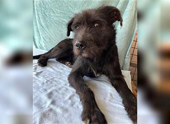 RANDY mit den traurigen Augen - 1 Jahr, 45cm/15kg - Schnauzer-Mix