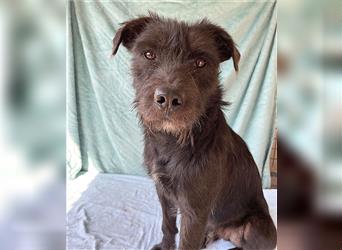 RANDY mit den traurigen Augen - 1 Jahr, 45cm/15kg - Schnauzer-Mix