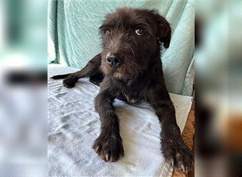 RANDY mit den traurigen Augen - 1 Jahr, 45cm/15kg - Schnauzer-Mix