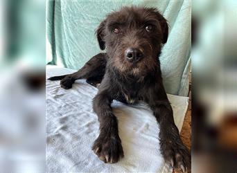 RANDY mit den traurigen Augen - 1 Jahr, 45cm/15kg - Schnauzer-Mix