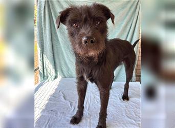 RANDY mit den traurigen Augen - 1 Jahr, 45cm/15kg - Schnauzer-Mix