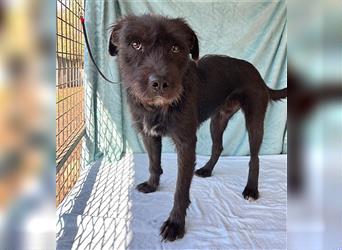 RANDY mit den traurigen Augen - 1 Jahr, 45cm/15kg - Schnauzer-Mix