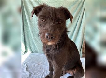 RANDY mit den traurigen Augen - 1 Jahr, 45cm/15kg - Schnauzer-Mix