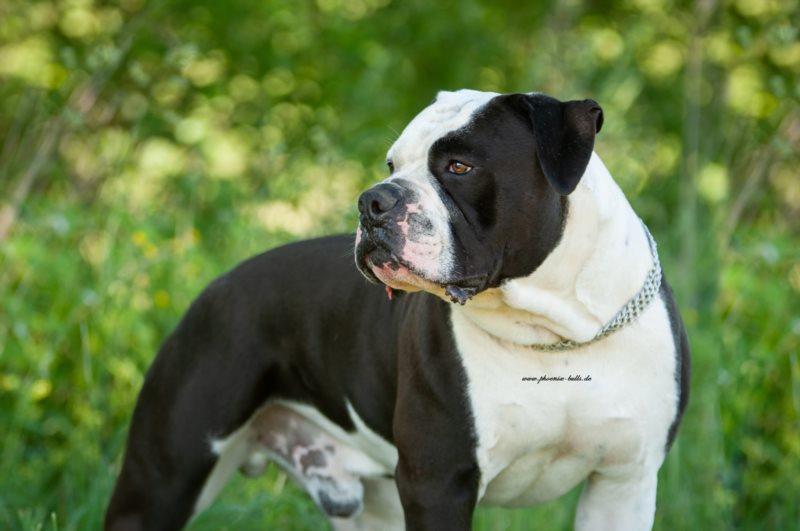 Old English Bulldogge Weibchen The History English