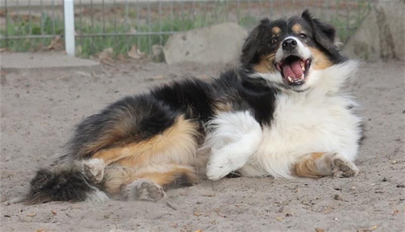 Australian Shepherd Rüde 10 Jahre