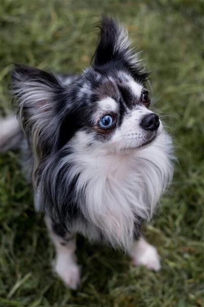 Chihuahua Rude 9 Jahre Blue Merle