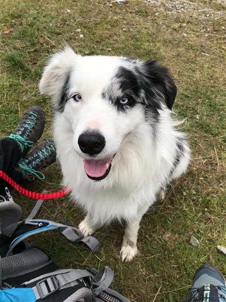 Border Collie Rüde 7 Jahre