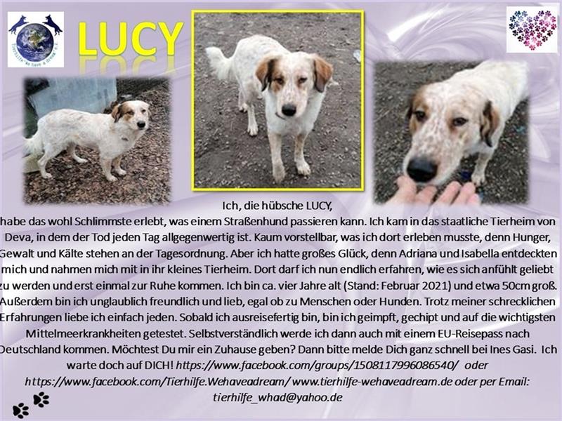 LUCY wünscht sich ein liebes Zuhause