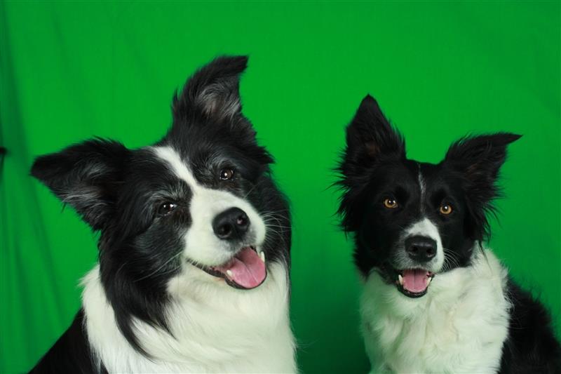 Hundesalon und Fotoshooting kombiniert