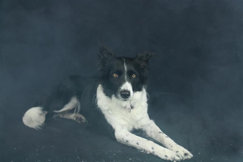 Hundesalon und Fotoshooting kombiniert