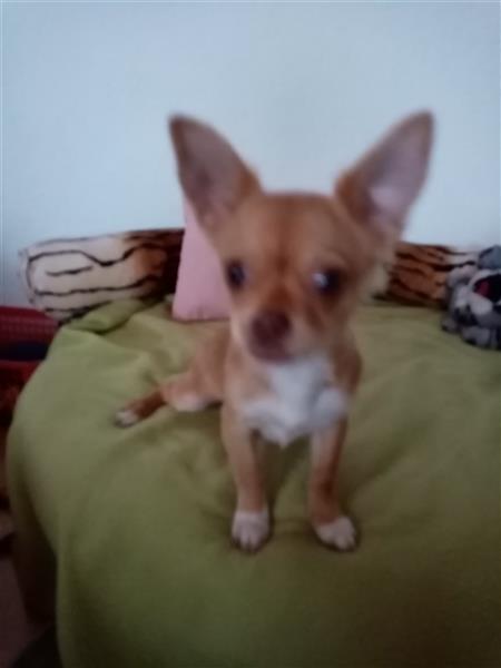 Chihuahuawelpen (Rüden)