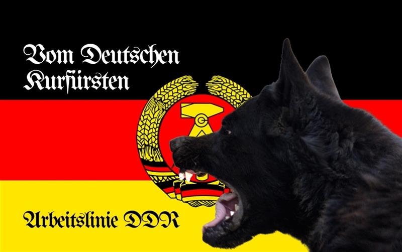 Ostdeutsche Schäferhund Welpen - GERADER RÜCKEN - VOLLER IMPFSCHUTZ