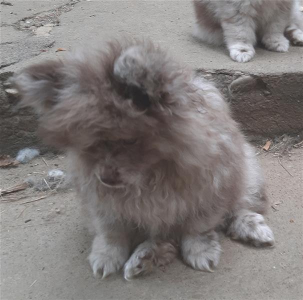 RARITÄTEN - Pomeranian in Sonderfarben