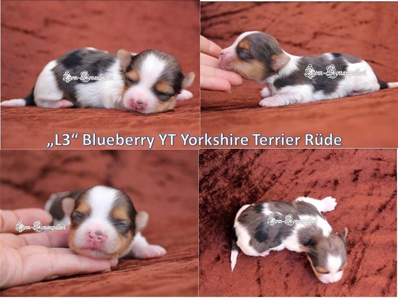 ! Blueberry Yorkshire Terrier Welpen !