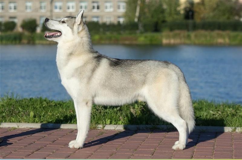 Siberian Husky from Multichampion Parents - boy Kobe Grey