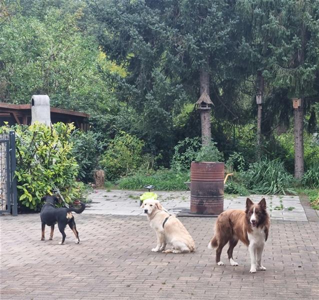 Hundepension und Hundetagesstätte nahe dem Kamener Kreuz