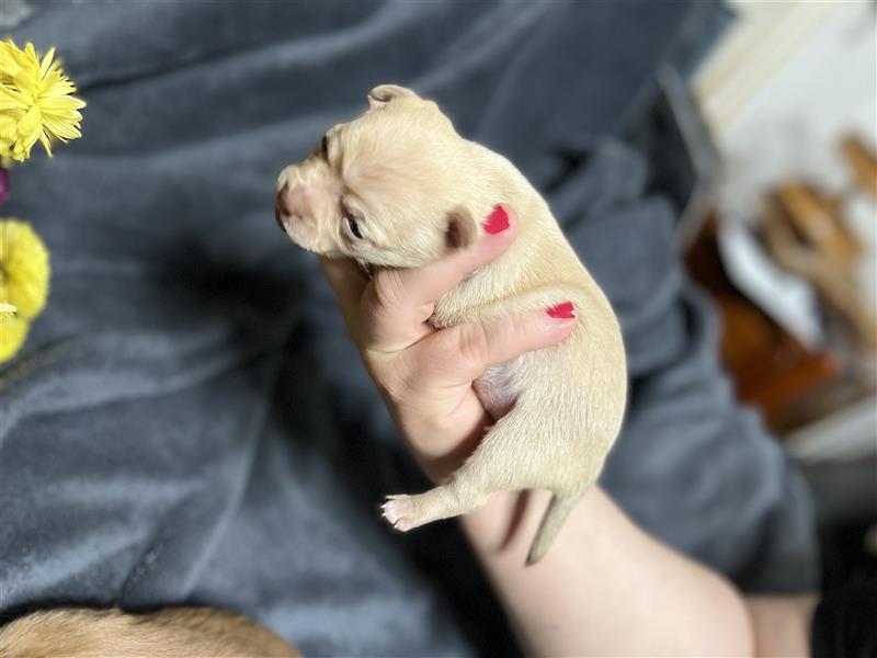 Wunderschöne Reine Chihuahua Welpen Albino/Avatar/ komme sie vorbei und sie werden sich verlieben