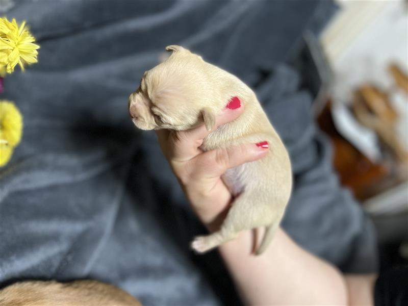 Wunderschöne Reine Chihuahua Welpen Albino/Avatar/ komme sie vorbei und sie werden sich verlieben