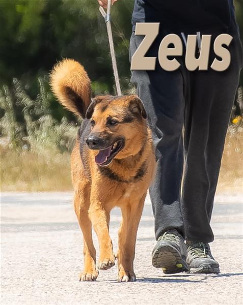 Zeus, gibt die Hoffnung nicht auf!