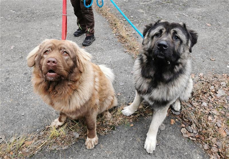 Symba, Kaukasischer Schäferhund, geb. 6/ 2021, wachsamer junger Herdenschützer sucht erfahrene Leute