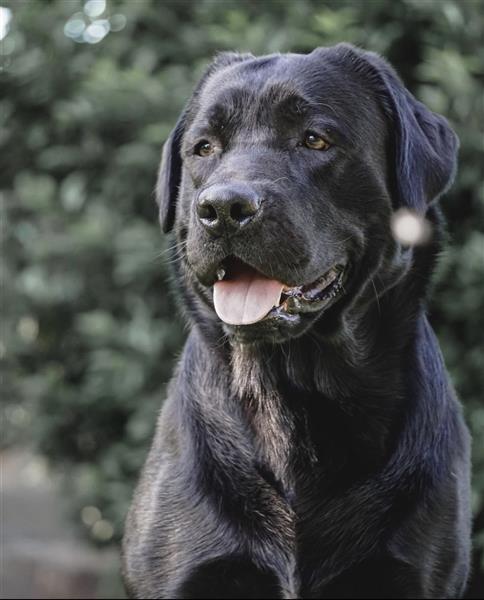 Labrador Retriever Deckrüde mit Zuchtzulassung / 25-fach genetisch frei / GRSK / DOK / Champion