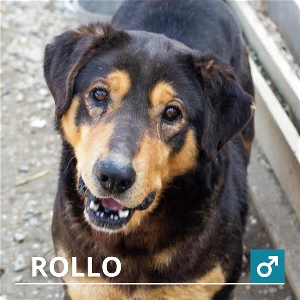 Rollo tauscht Kette gegen Körbchen