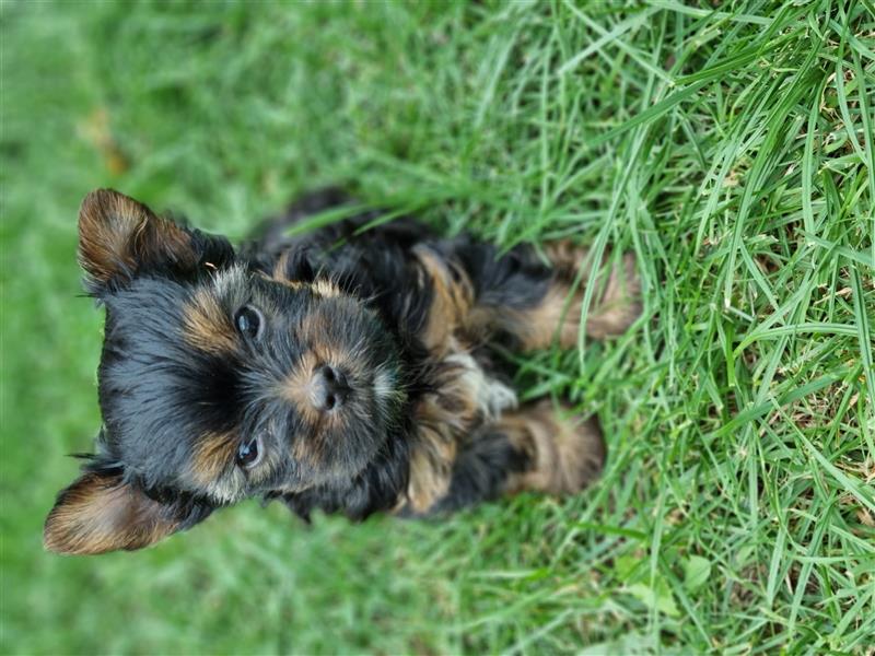 1 kleiner Mini Yorkshire terrier Rüde