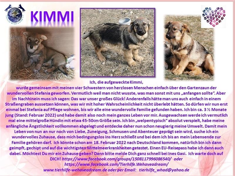 KIMMI sucht ein Zuhause für immer
