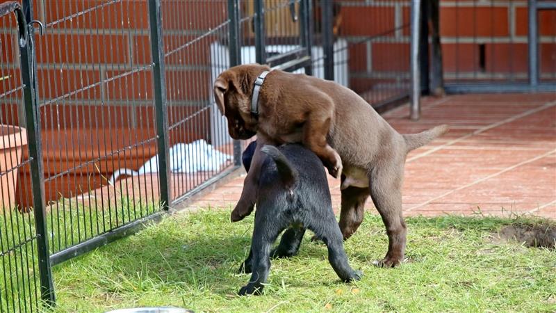 Labrador Welpen aus Topp-Verpaarung