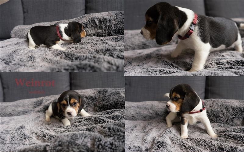 Noch 4 süße reinrassige Beagle - Welpen